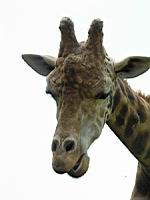 Girafe (01)